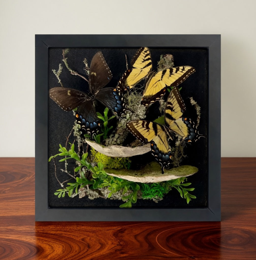 Papilio glaucus Tiger Swallowtail Diorama – Large Natural History Shadowbox Display 11x11x5