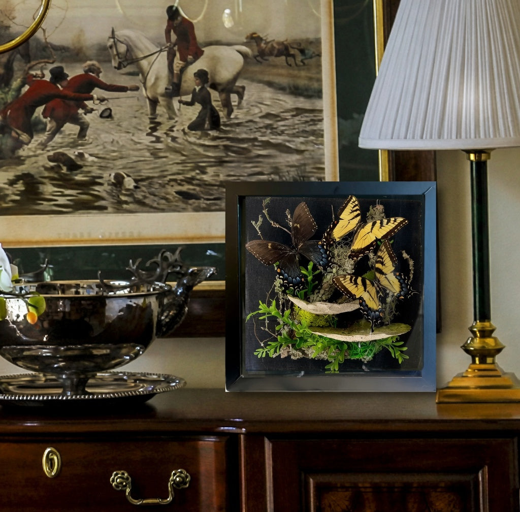 Papilio glaucus Tiger Swallowtail Diorama – Large Natural History Shadowbox Display 11x11x5