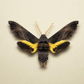 Sphecodina abbottii Pinned Specimen – Wings Spread Abbott’s Sphinx Moth