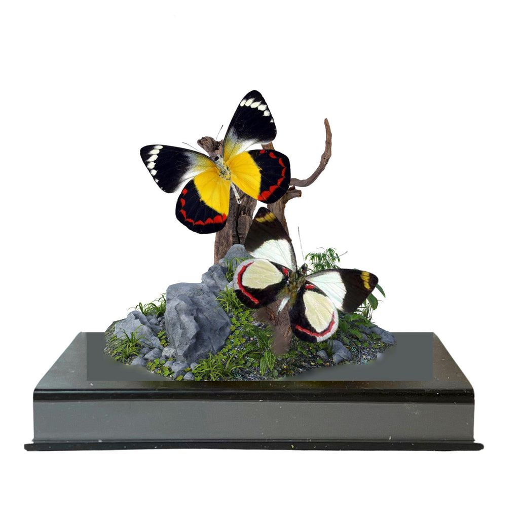 Delias Jezebel Butterfly Diorama – Tropical Natural History Display 6x6x6 Acrylic Cube