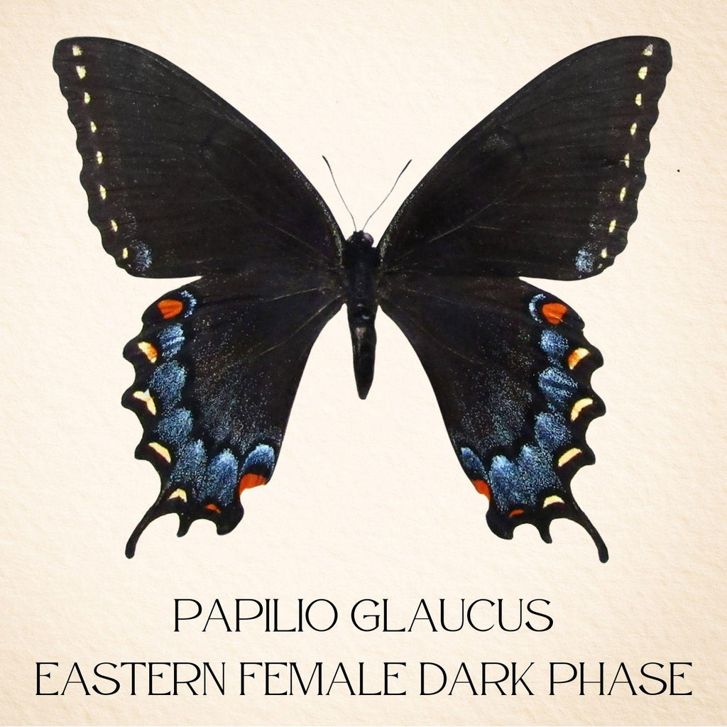 Papilio glaucus Eastern Tiger Swallowtail Butterfly Diorama – Natural History Display 6x8x6 Acrylic