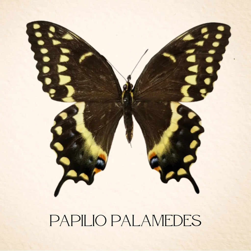 Framed Palamedes Swallowtail Butterfly Specimen (Papilio palamedes) 9×9
