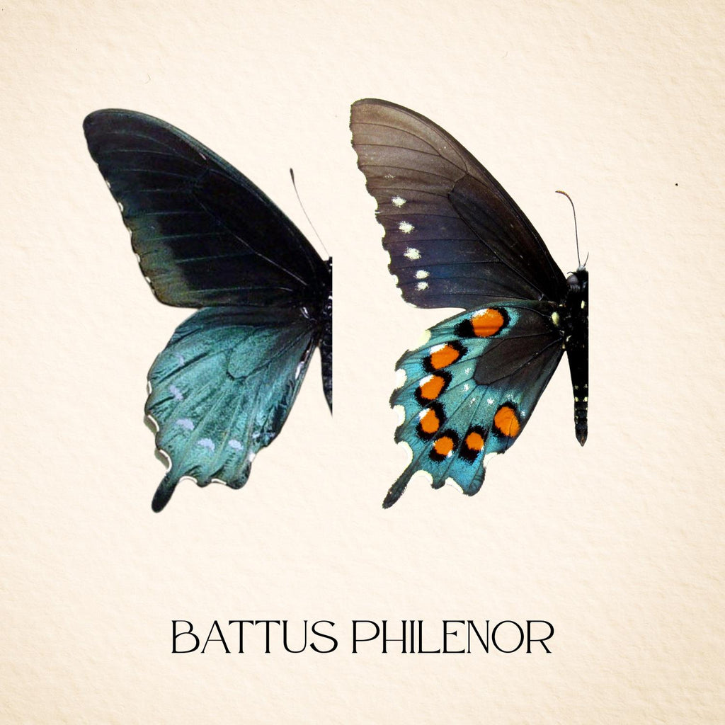 Battus philenor Pipevine Swallowtail Pair Diorama – Dorsal & Ventral Display 6x6x6 Acrylic