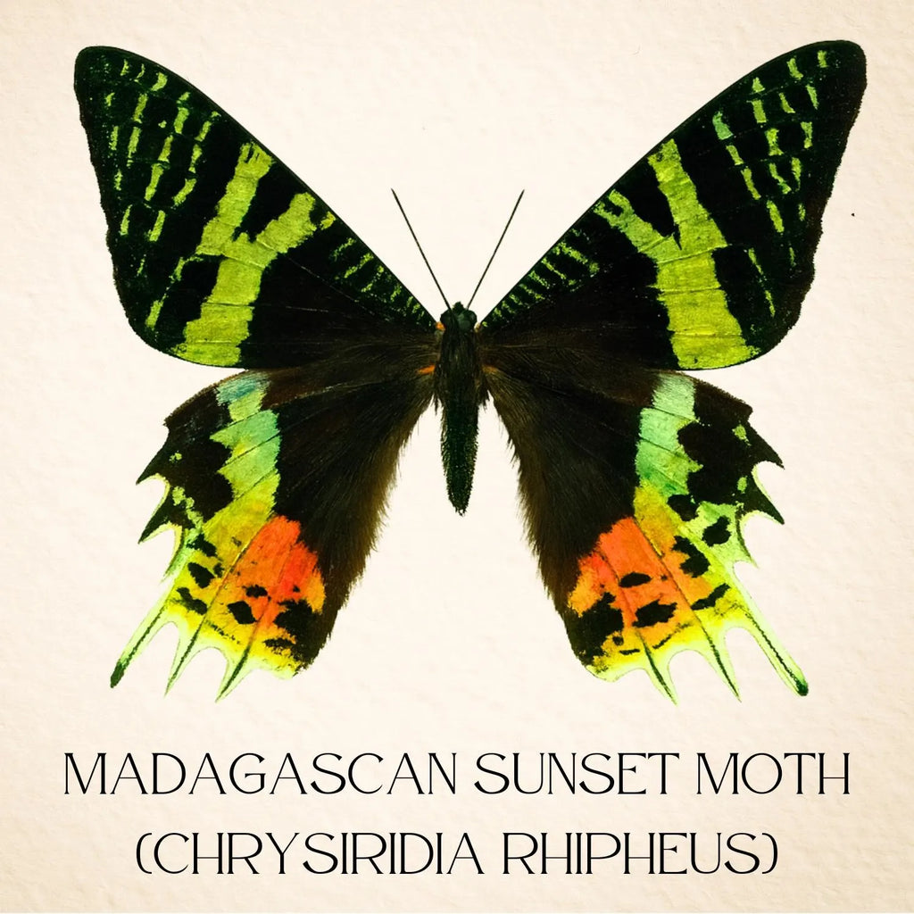 Framed Madagascan Sunset Moth Specimen (Chrysiridia rhipheus)
