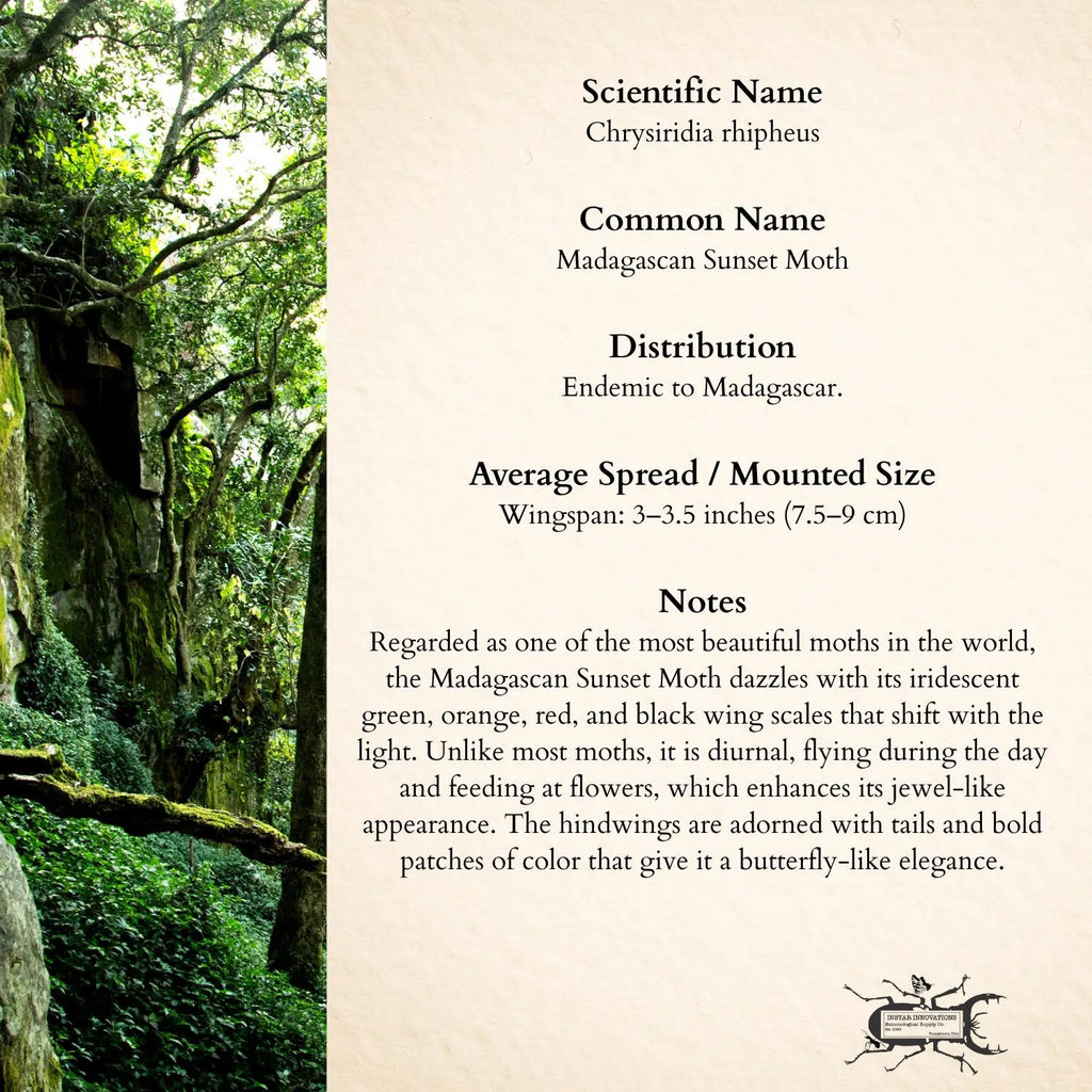 Framed Madagascan Sunset Moth Specimen (Chrysiridia rhipheus)