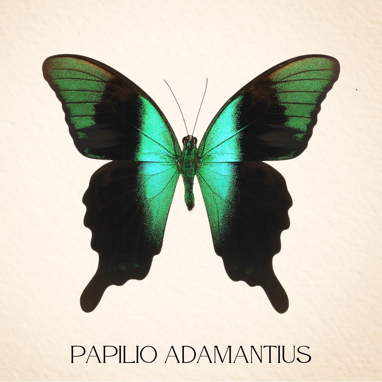 Framed Peranthus Peacock Swallowtail Specimen (Papilio peranthus) 9×9