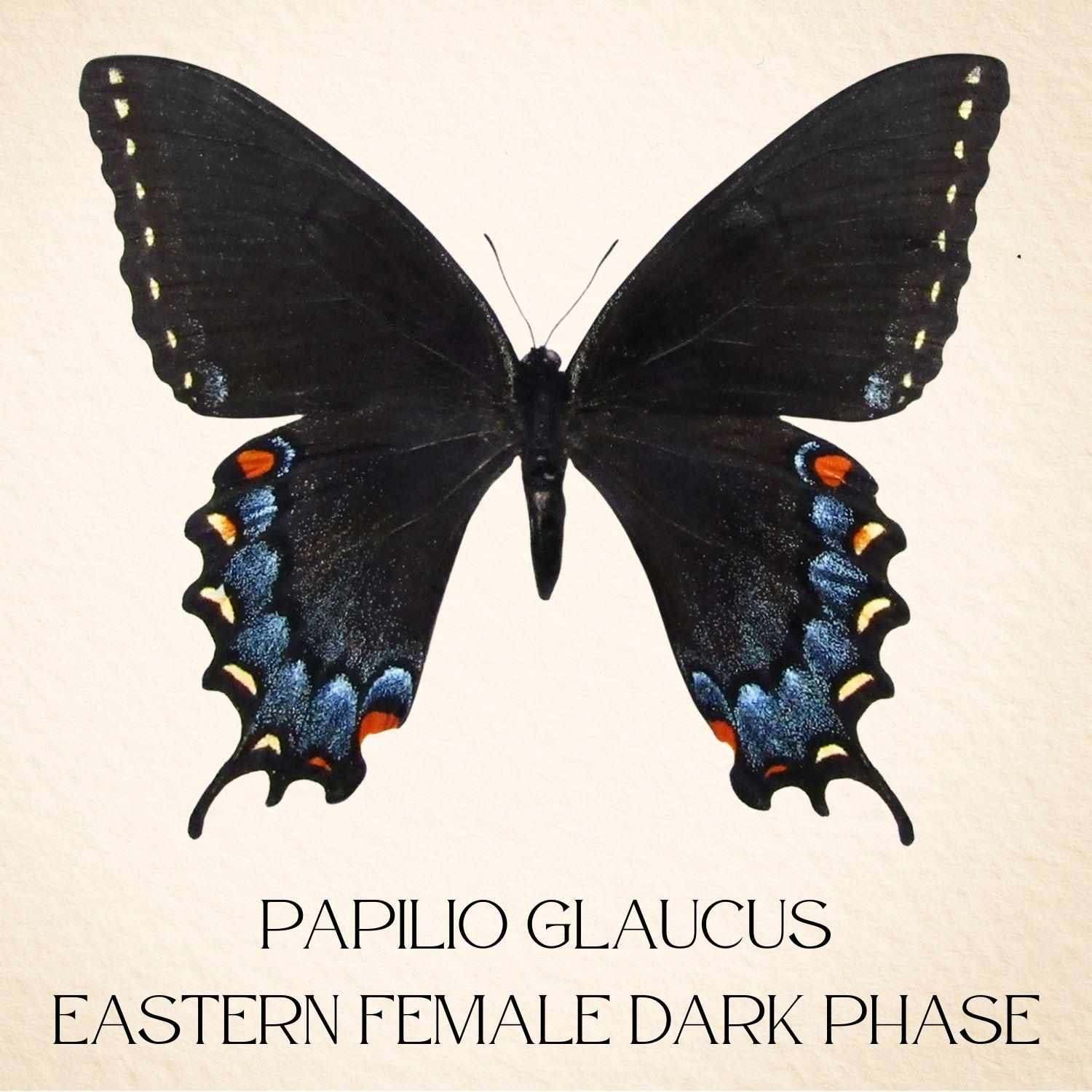 Framed Eastern Tiger Swallowtail Pair – Female Forms (Papilio glaucus) 9×9