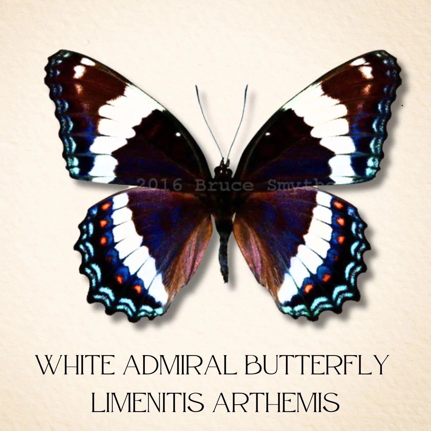 Framed Red-spotted Purple Butterfly Specimen (Limenitis arthemis astyanax)