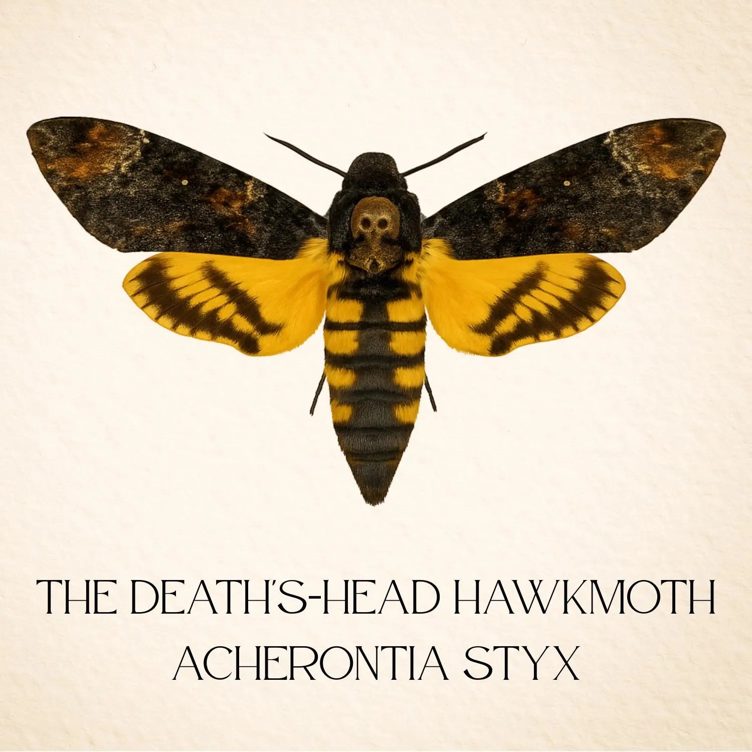 Framed Death’s-head Hawkmoth Specimen (Acherontia styx)