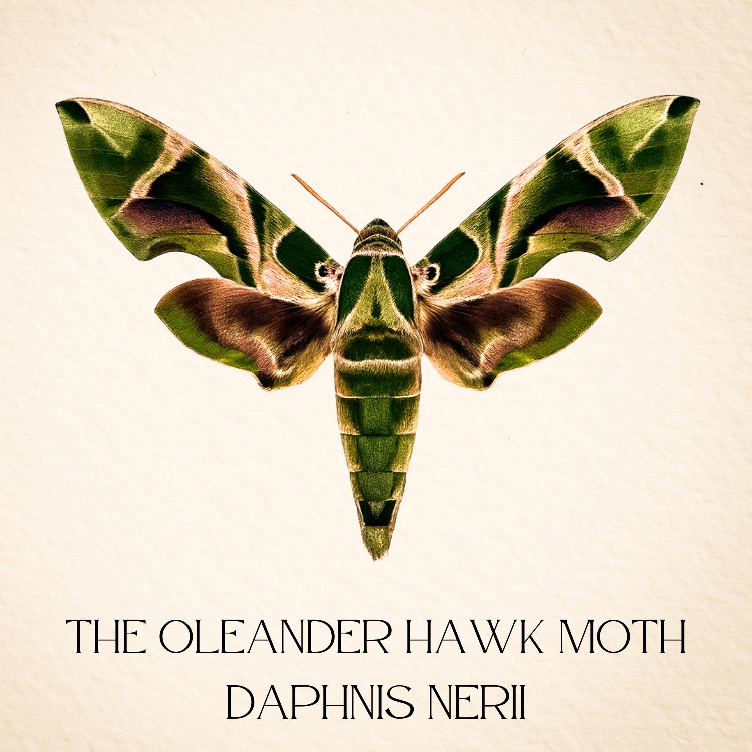 Framed Oleander Hawk Moth Specimen (Daphnis nerii)