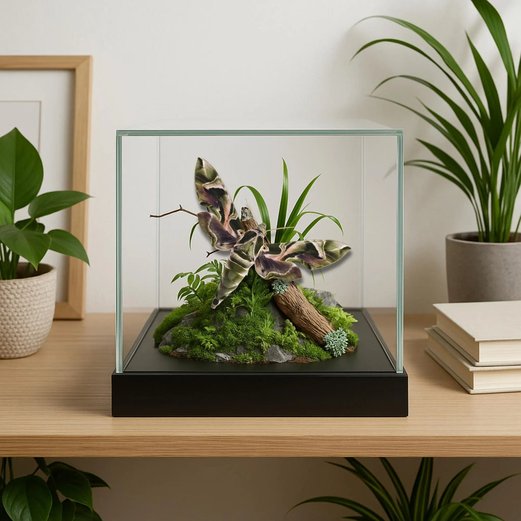Daphnis nerii Moth Diorama – 6×6×6 Acrylic Display