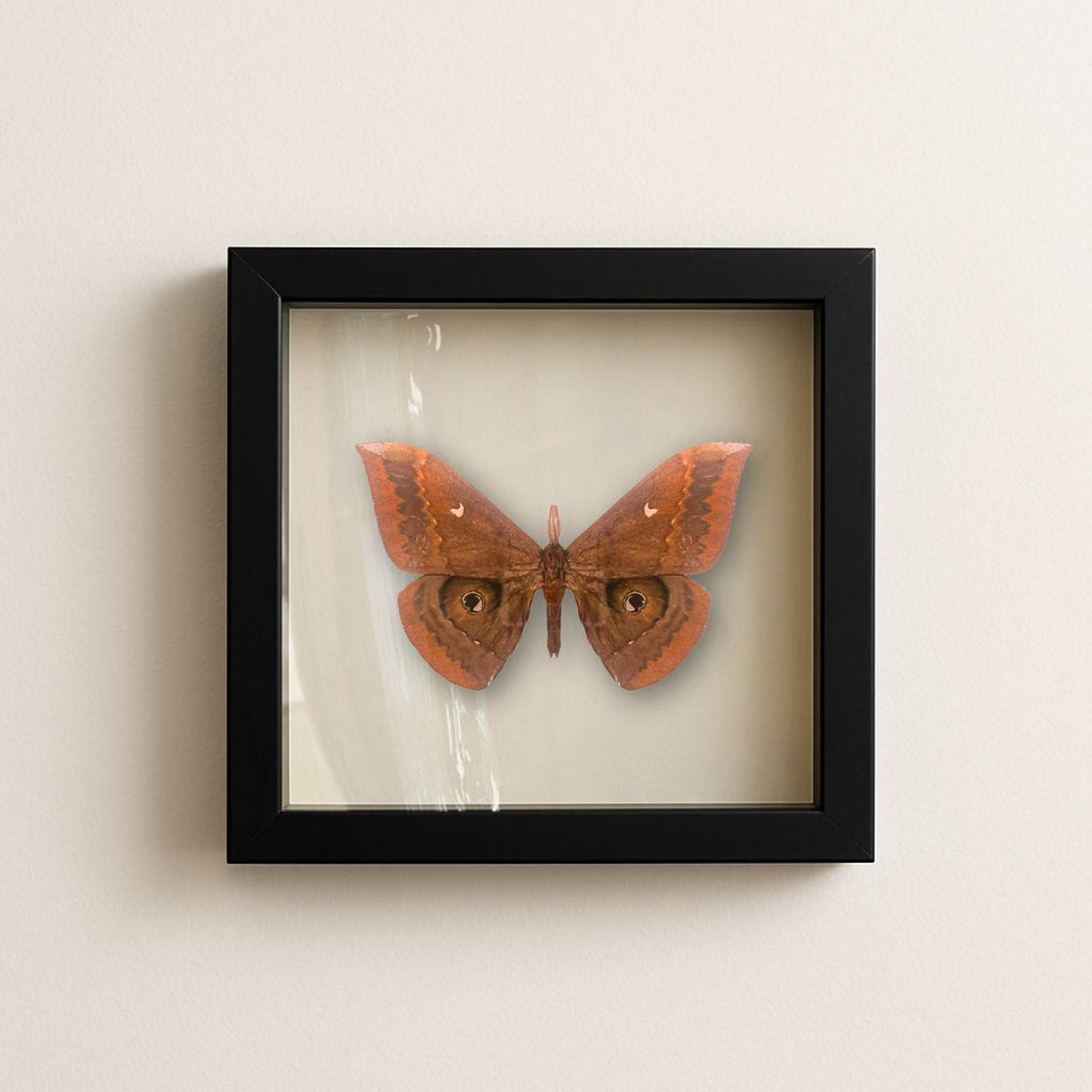 Framed Thespis Silkmoth Specimen (Salassa thespis) 9×9