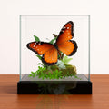 Danaus gilippus Butterfly Diorama – 6×6×6 Acrylic Display