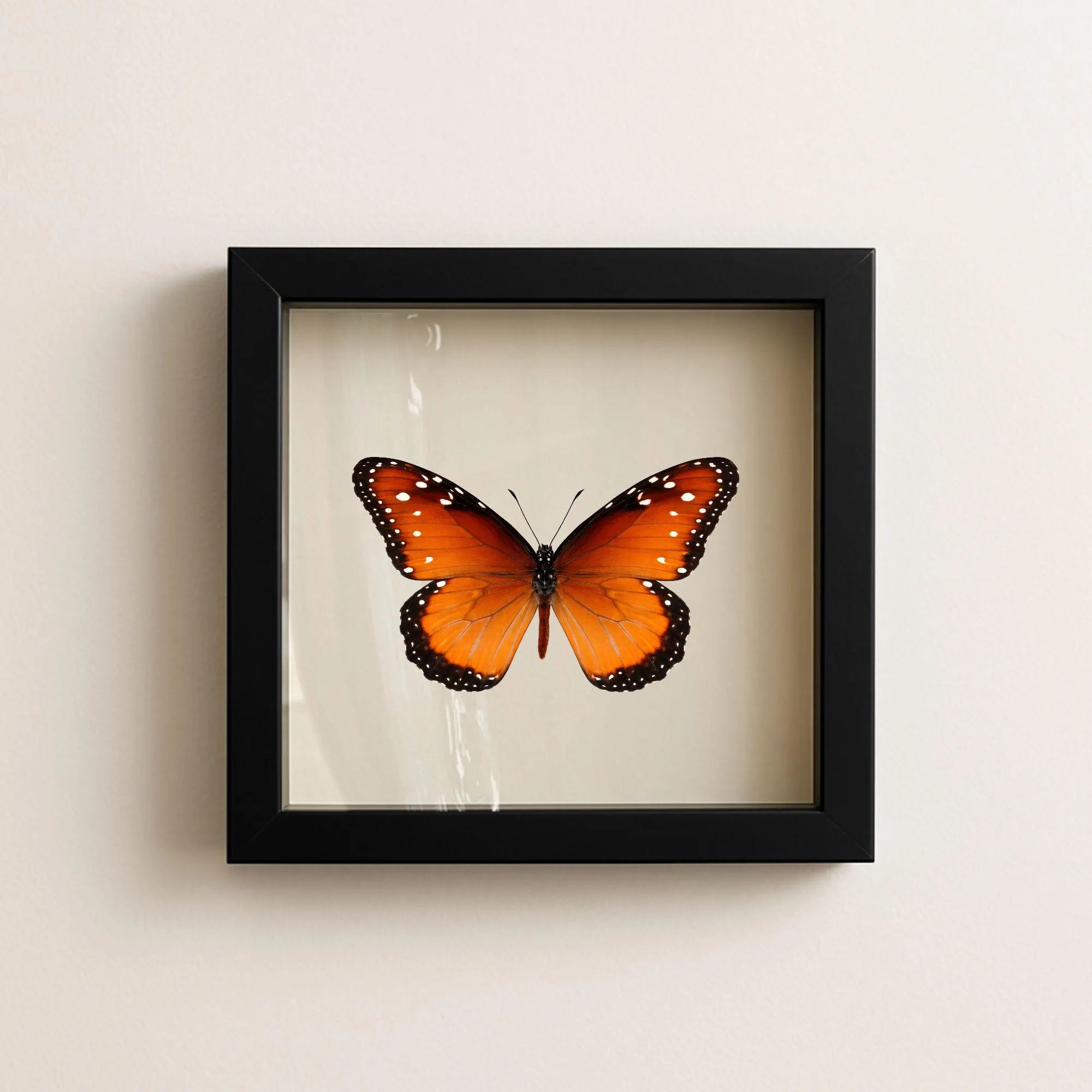 Framed Queen Butterfly Specimen (Danaus gilippus)
