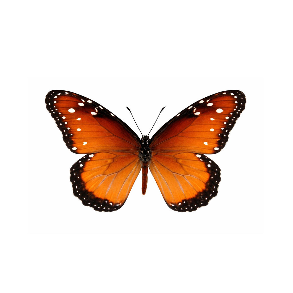 Danaus gilippus Butterfly Diorama – 6×6×6 Acrylic Display