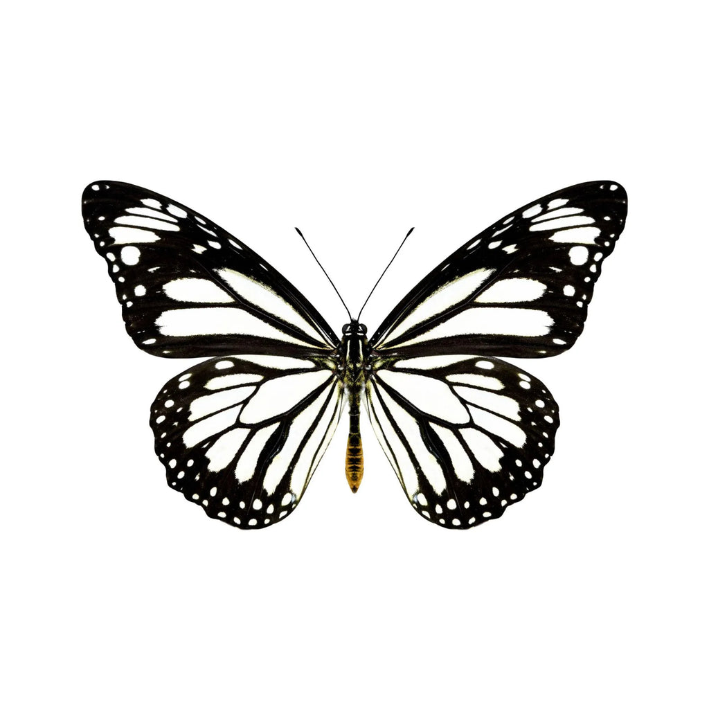 Framed White Monarch Butterfly Specimen (Danaus melanippus)