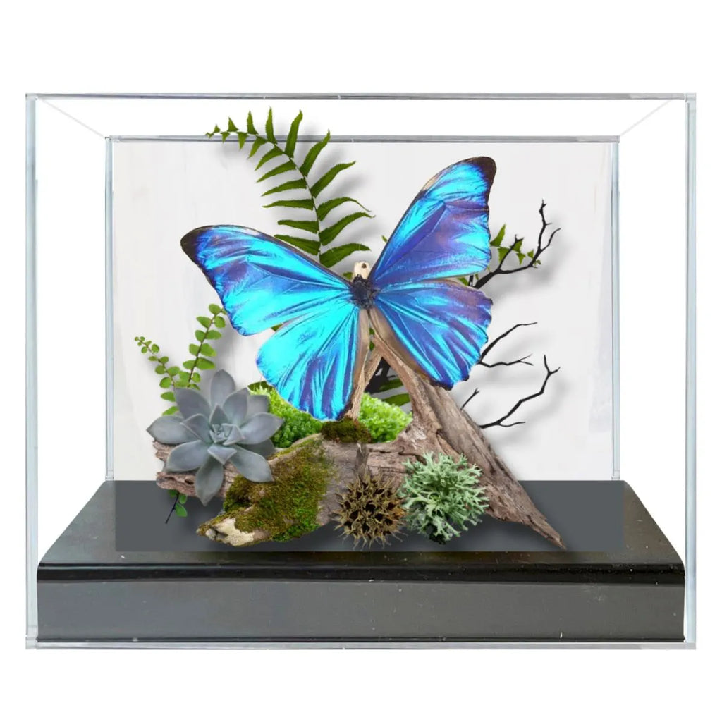Morpho aurora Blue Morpho Butterfly Diorama – Natural History Display 6x8x6 Acrylic