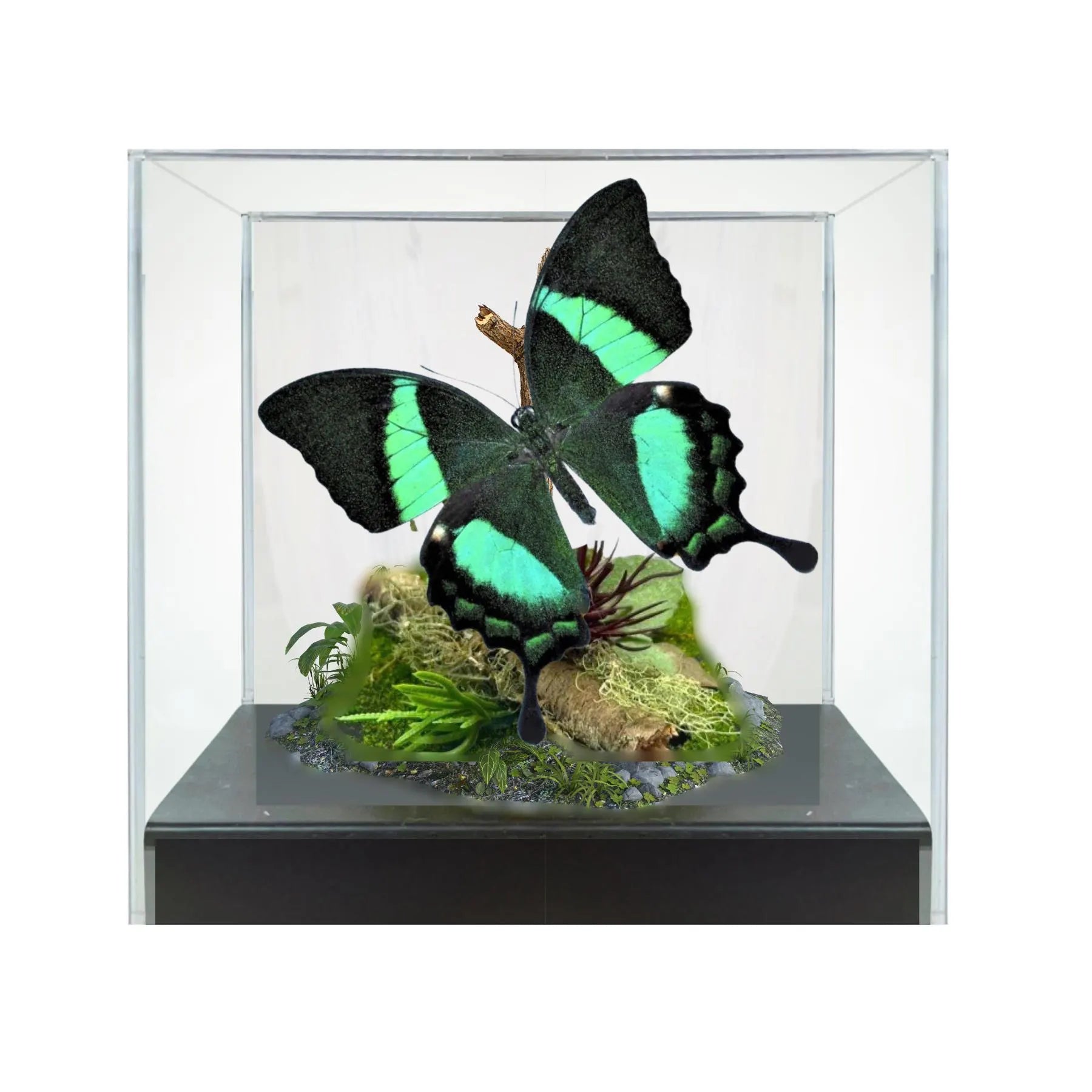 Papilio palinurus Butterfly Diorama – 6×6×6 Acrylic Display