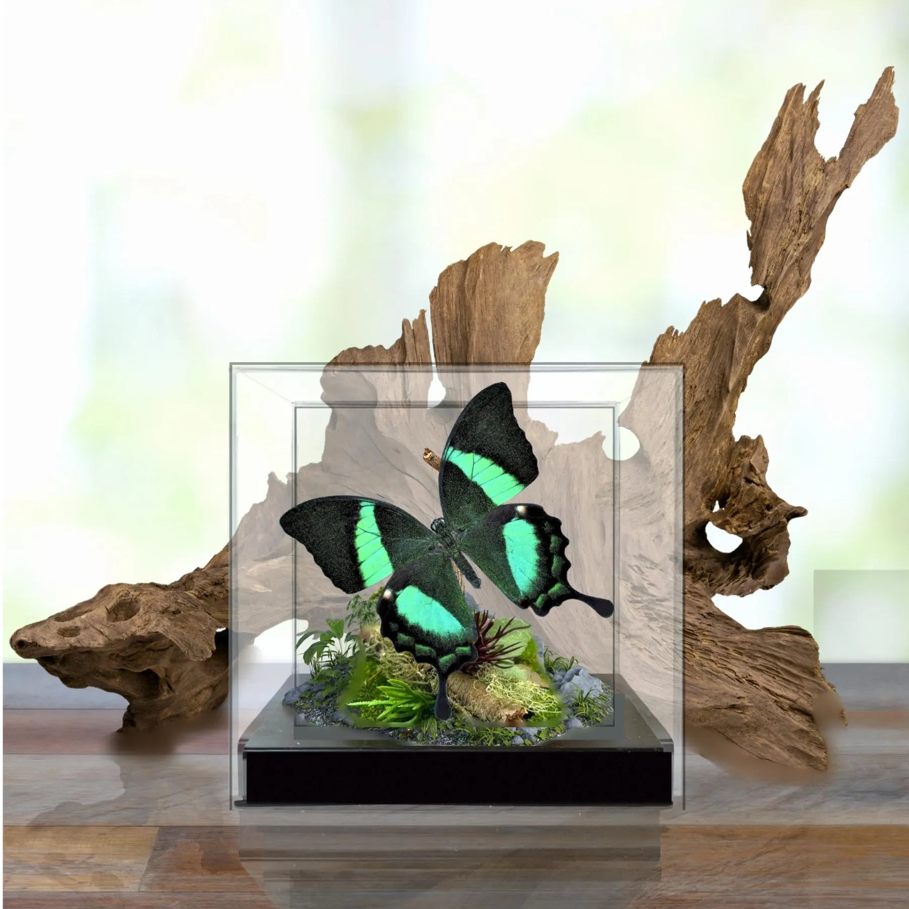 Papilio palinurus Butterfly Diorama – 6×6×6 Acrylic Display