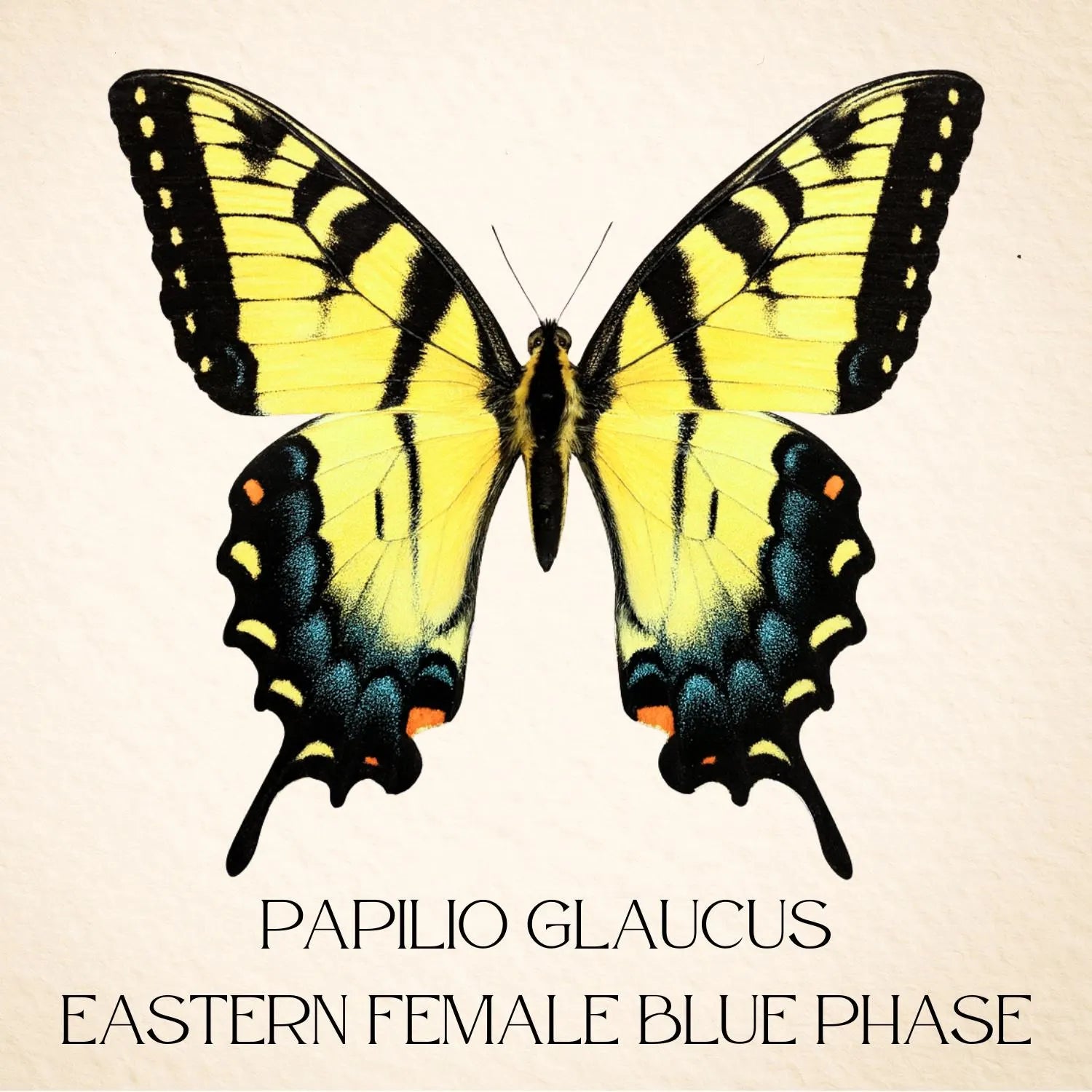 Framed Eastern Tiger Swallowtail Butterfly – Blue Female Phase (Papilio glaucus)