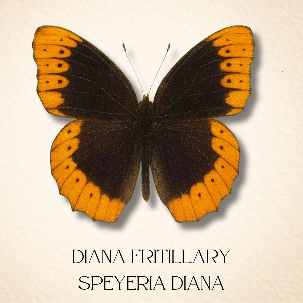 Framed Diana Fritillary Butterfly Specimen – Male (Speyeria diana)