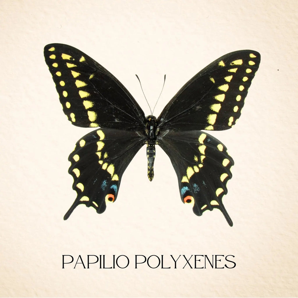Papilio polyxenes Butterfly Diorama – 6×6×6 Acrylic Display (Male)