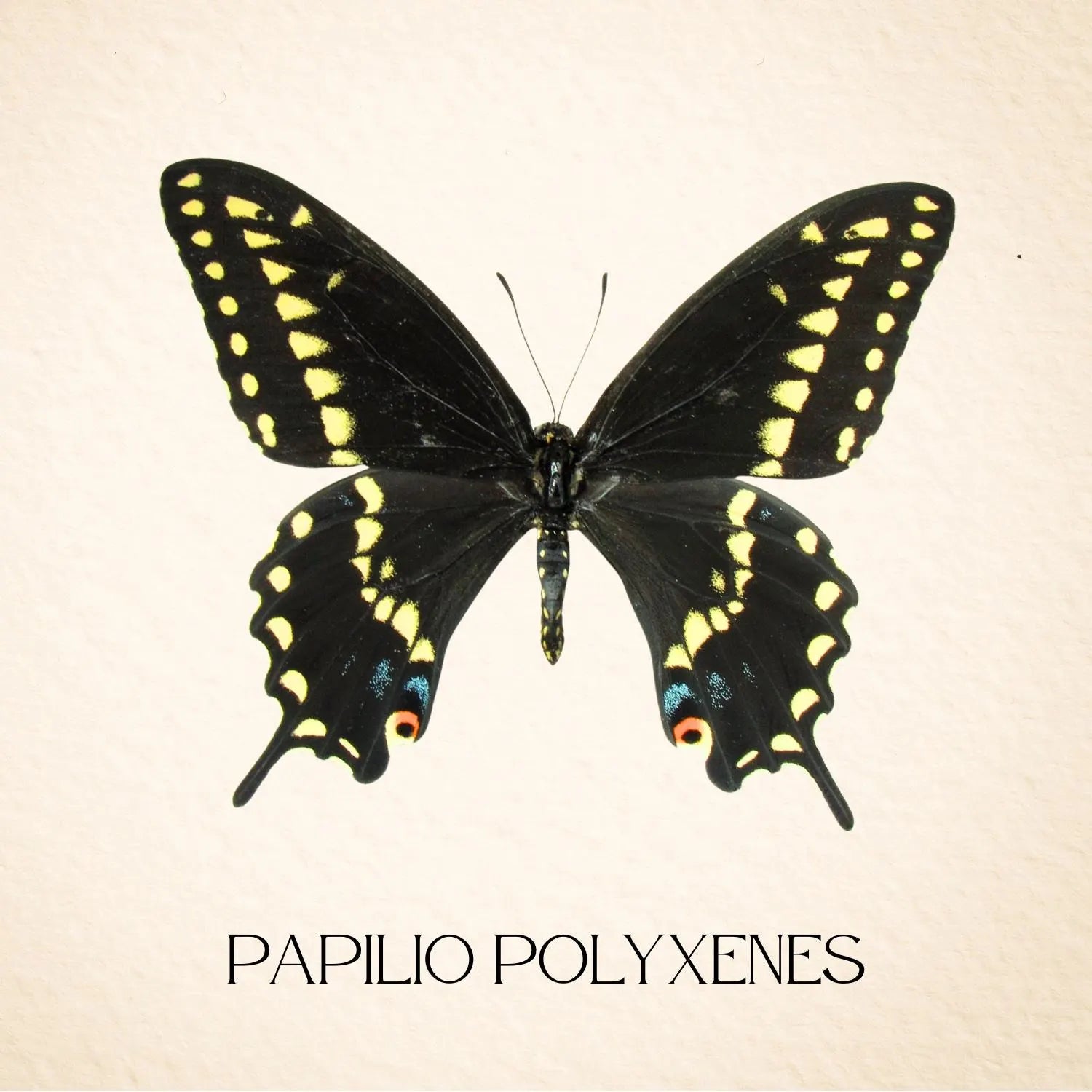 Papilio polyxenes Butterfly Diorama – 6×6×6 Acrylic Display (Male)