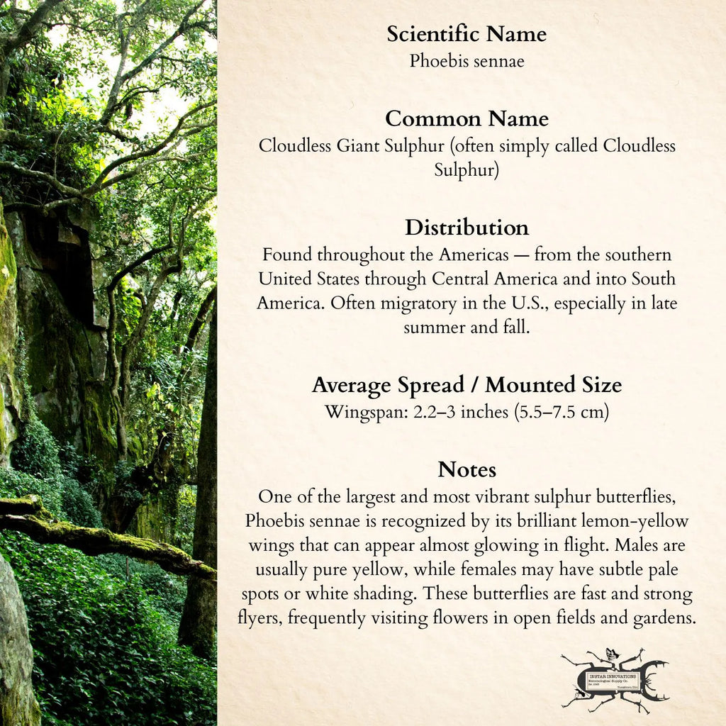 Phoebis sennae Butterfly Diorama – Pair (6×6×6 Acrylic Display)