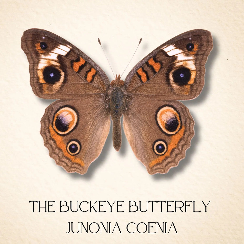 unonia coenia Butterfly Diorama – Pair (6×6×6 Acrylic Display)