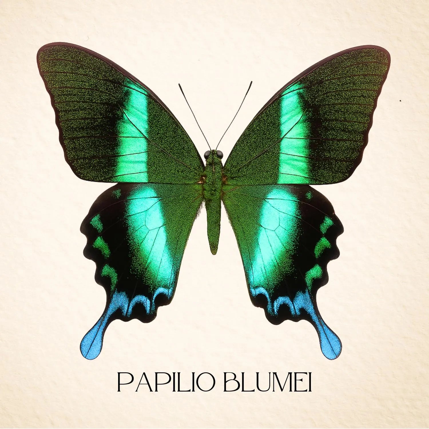 Papilio blumei Green Peacock Butterfly Diorama – Natural History Display 6x8x6 Acrylic