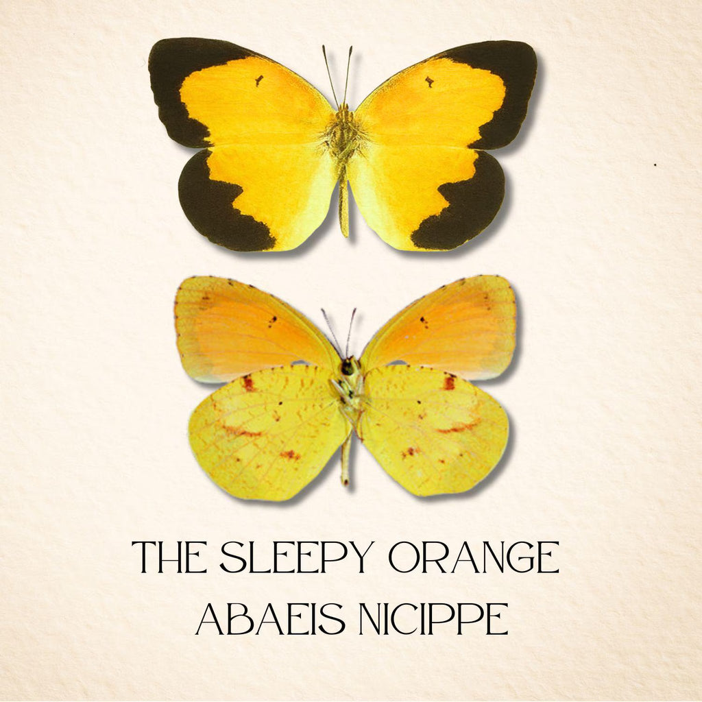 Framed Sleepy Orange Butterfly Pair – Recto & Verso (Abaeis nicippe)
