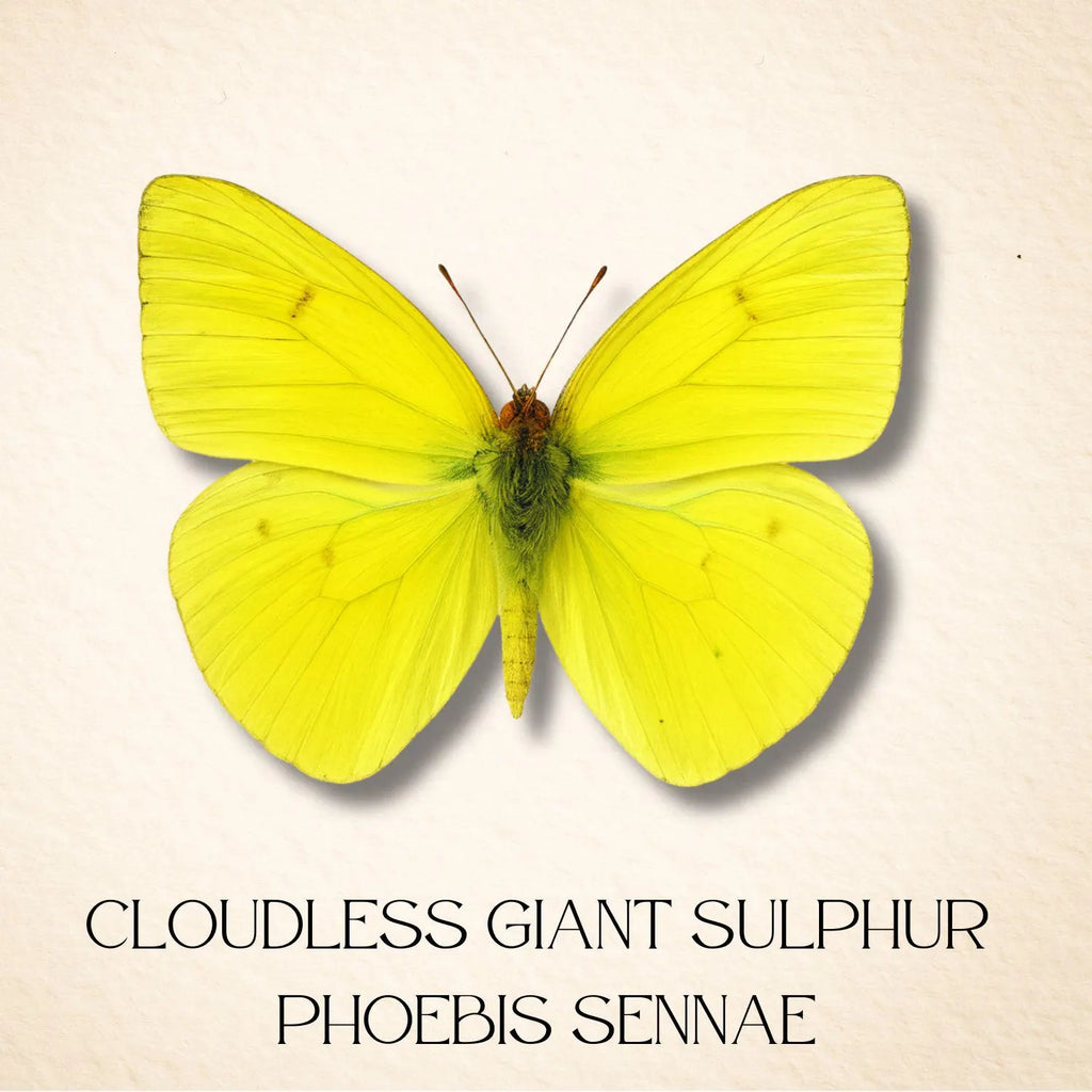 Phoebis sennae Butterfly Diorama – Pair (6×6×6 Acrylic Display)