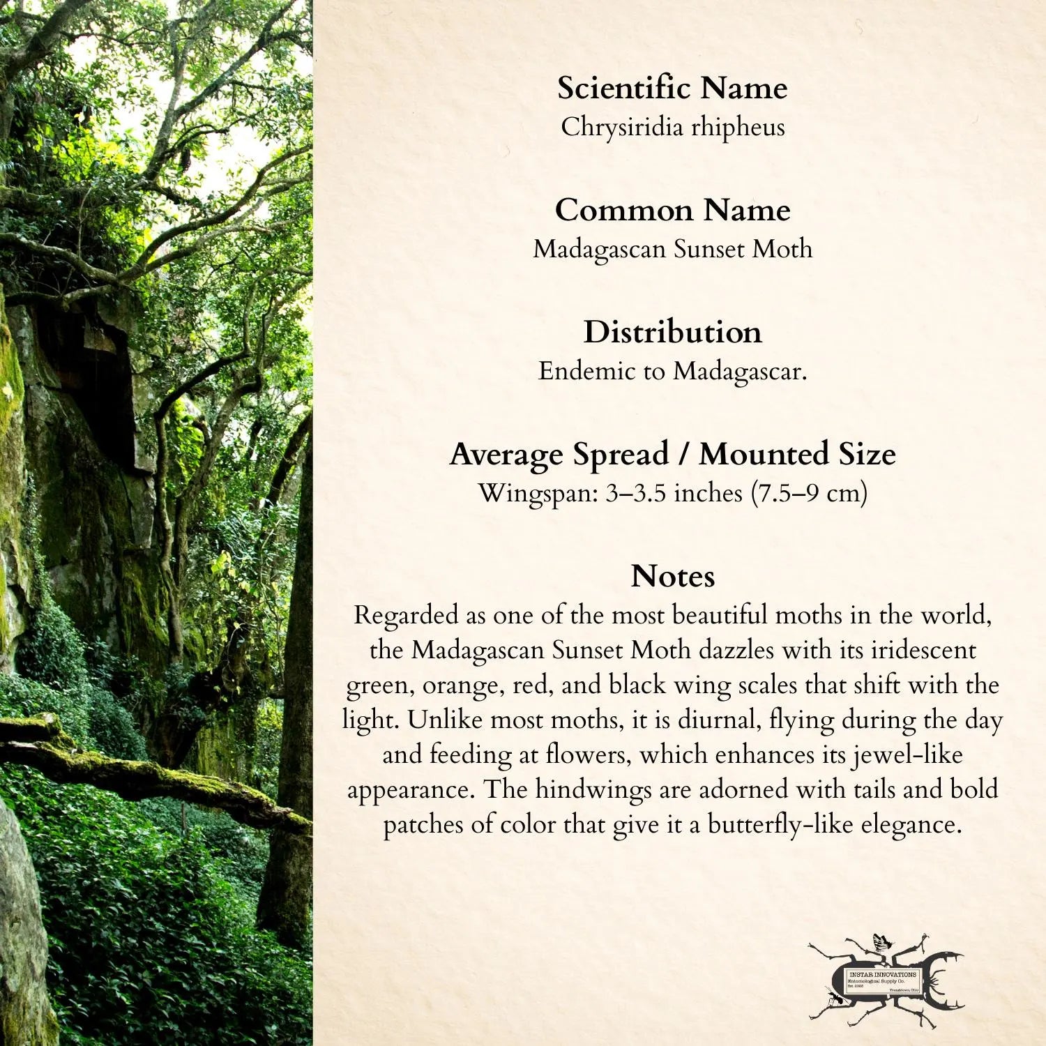 Chrysiridia rhipheus Moth Diorama – 6×6×6 Acrylic Display