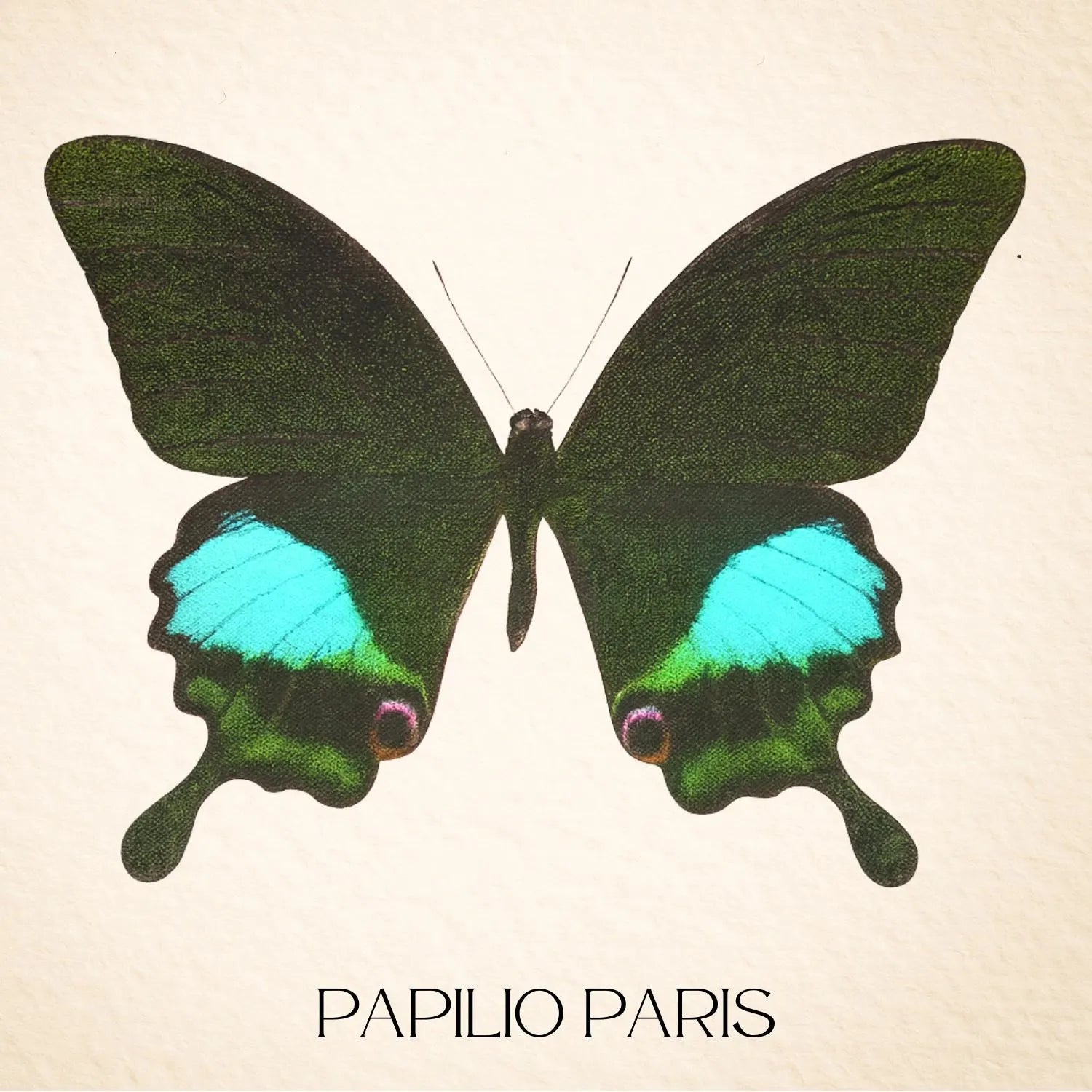 Papilio paris Paris Peacock Swallowtail Diorama – Natural History Display 6x8x6 Acrylic