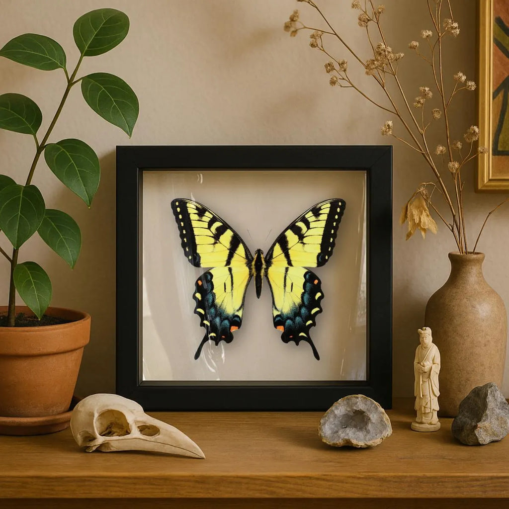 Framed Eastern Tiger Swallowtail Butterfly – Blue Female Phase (Papilio glaucus)