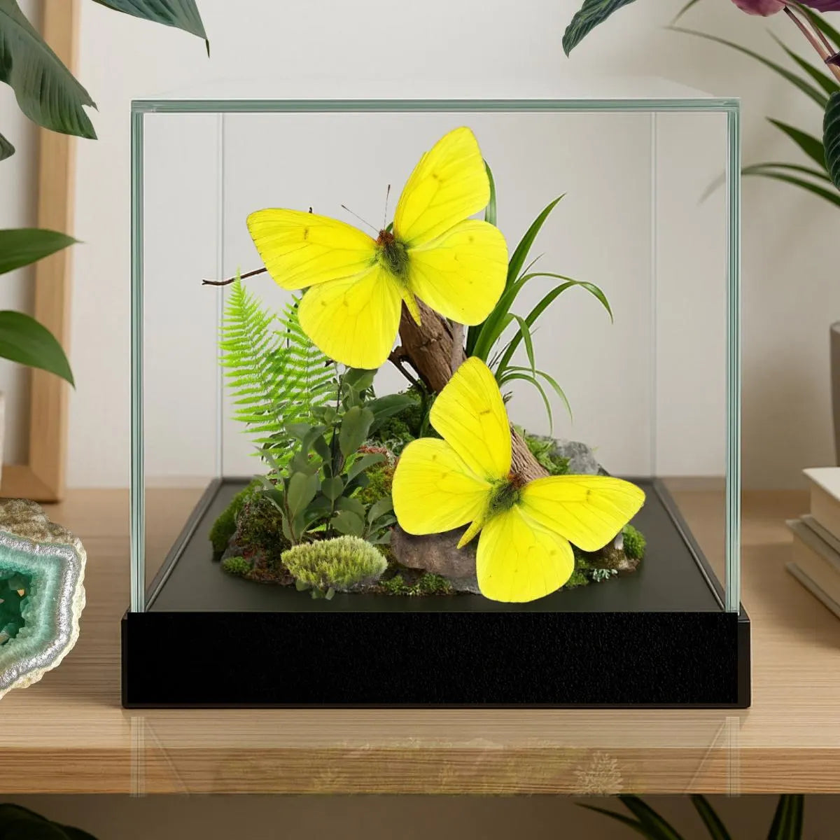 Phoebis sennae Butterfly Diorama – Pair (6×6×6 Acrylic Display)