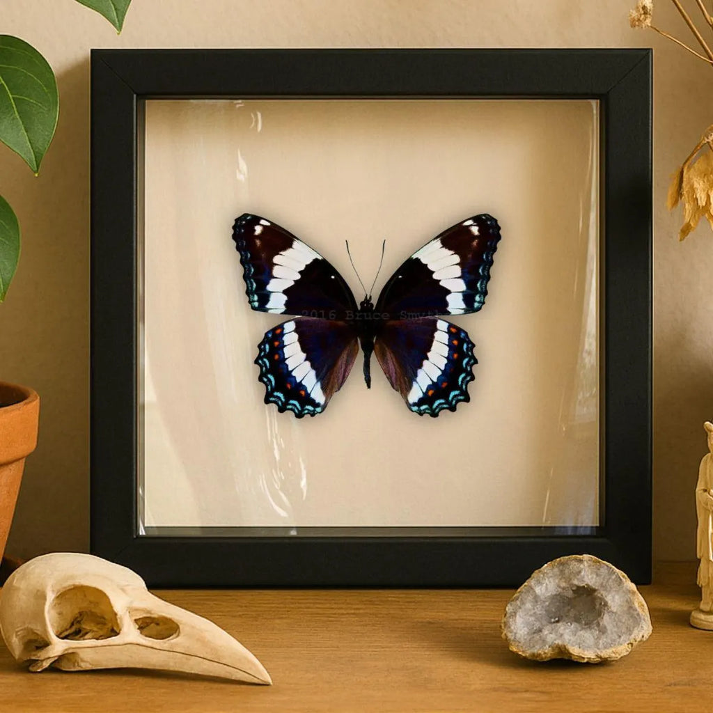 Framed Red-spotted Purple Butterfly Specimen (Limenitis arthemis astyanax)