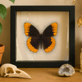 Framed Diana Fritillary Butterfly Specimen – Male (Speyeria diana)