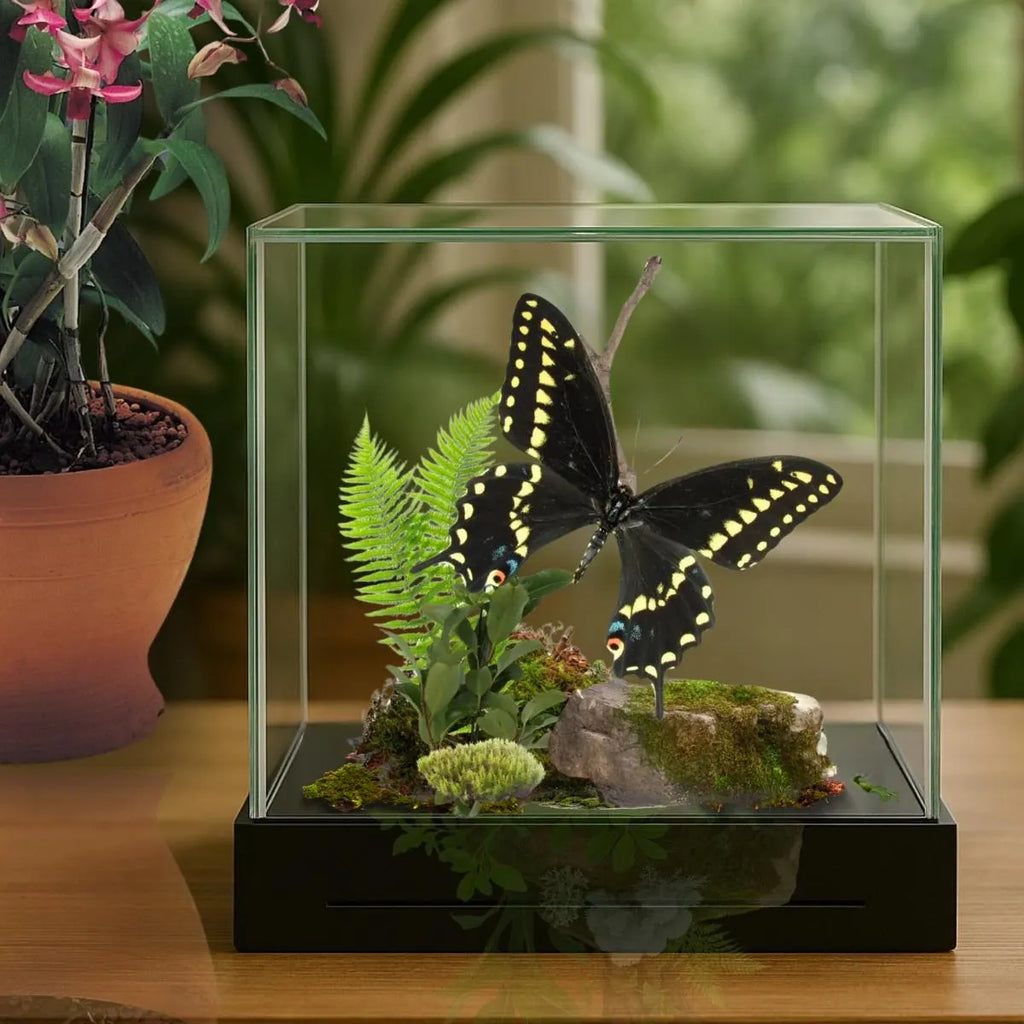 Papilio polyxenes Butterfly Diorama – 6×6×6 Acrylic Display (Male)