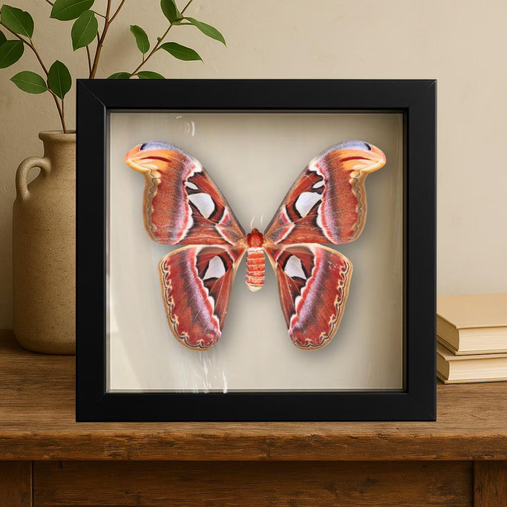 Framed Atlas Moth Specimen – Female (Attacus atlas) 12×12