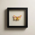 Framed Rosy Maple Moth Specimen (Dryocampa rubicunda)