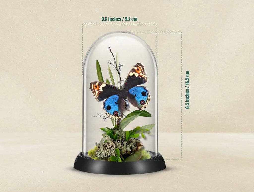 Junonia orithya Blue Buckeye Butterfly Cloche Dome Diorama – Natural History Display 6x4 Acrylic